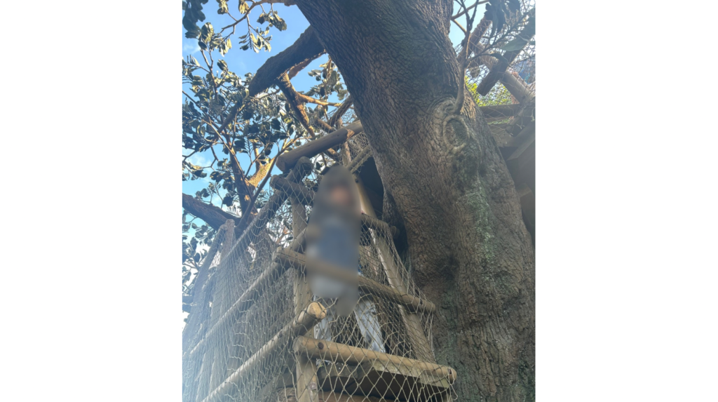ディズニーランド トムソーヤ島いかだ